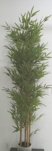 Bamboo