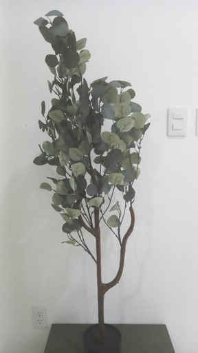 Eucalyptus (Black plastic pot)